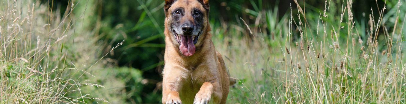 malinois-662784_1920
